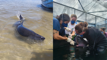 Espécie rara de baleia é resgatada no litoral do Paraná com marcas de mordida de tubarão