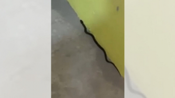 Bebê é internada com suspeita de picada de cobra em Anhembi